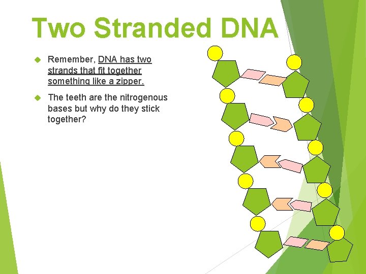 Two Stranded DNA Remember, DNA has two strands that fit together something like a