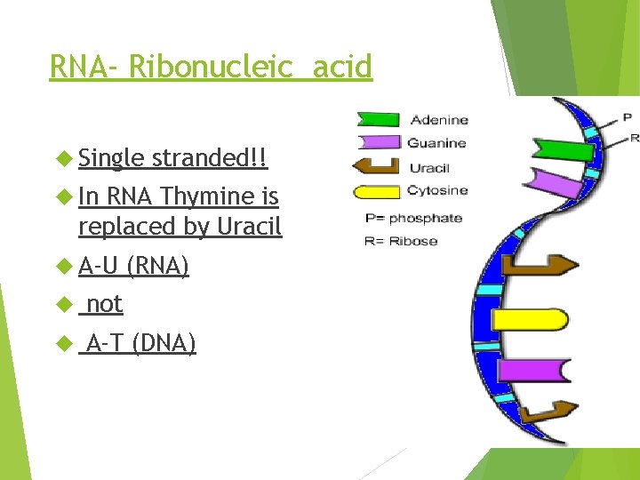 RNA- Ribonucleic acid Single stranded!! In RNA Thymine is replaced by Uracil A-U (RNA)