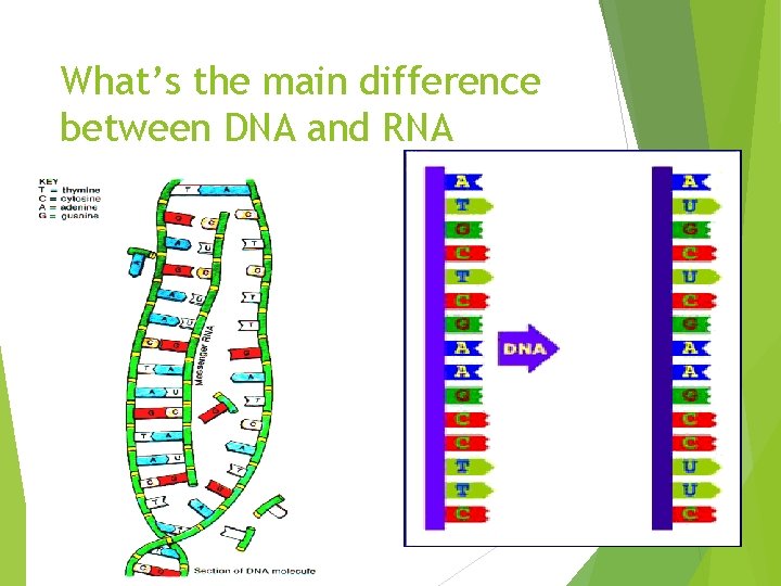 What’s the main difference between DNA and RNA 