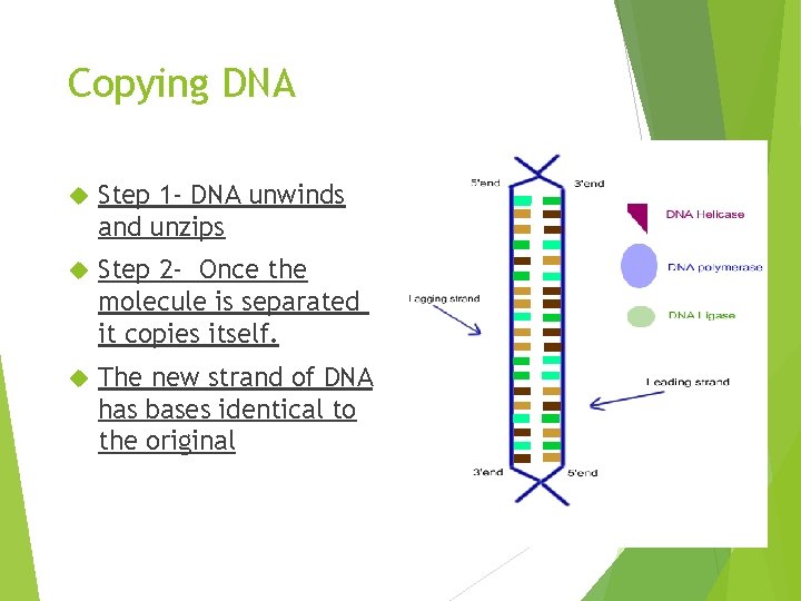 Copying DNA Step 1 - DNA unwinds and unzips Step 2 - Once the