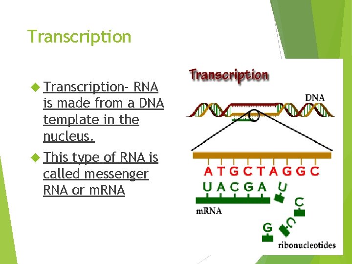 Transcription Transcription- RNA is made from a DNA template in the nucleus. This type