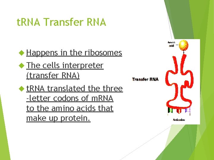 t. RNA Transfer RNA Happens in the ribosomes The cells interpreter (transfer RNA) t.