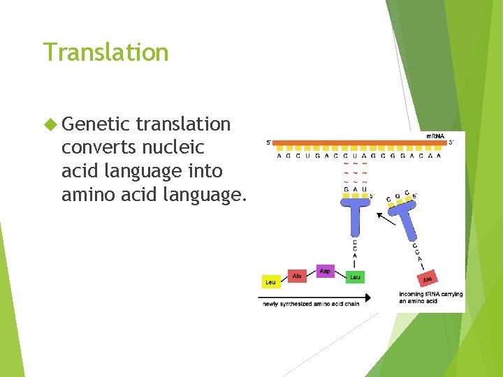 Translation Genetic translation converts nucleic acid language into amino acid language. 