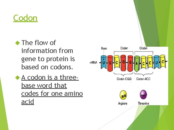 Codon The flow of information from gene to protein is based on codons. A