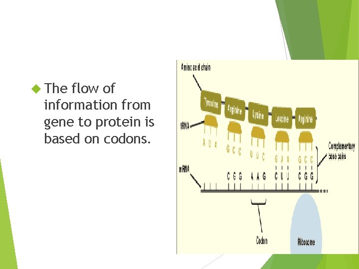  The flow of information from gene to protein is based on codons. 