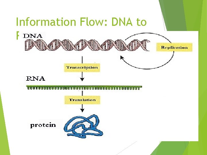 Information Flow: DNA to RNA to Protein 