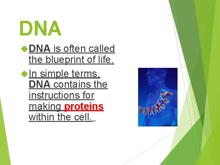 DNA is often called the blueprint of life. In simple terms, DNA contains the