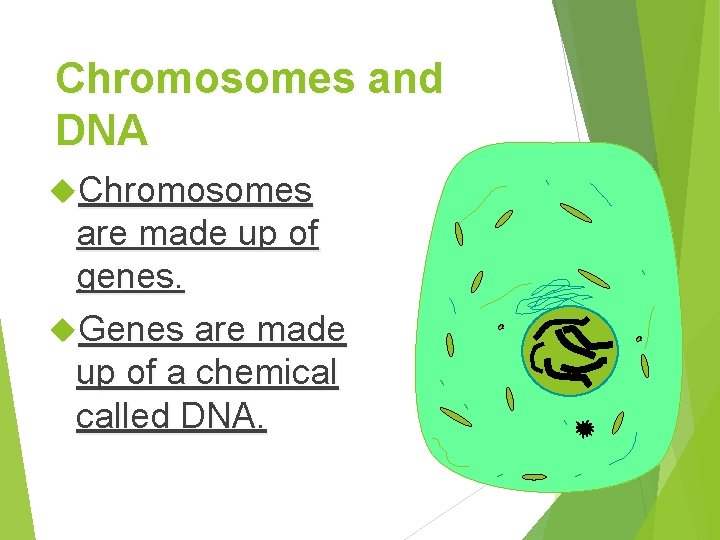 Chromosomes and DNA Chromosomes are made up of genes. Genes are made up of