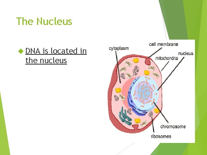 The Nucleus DNA is located in the nucleus 