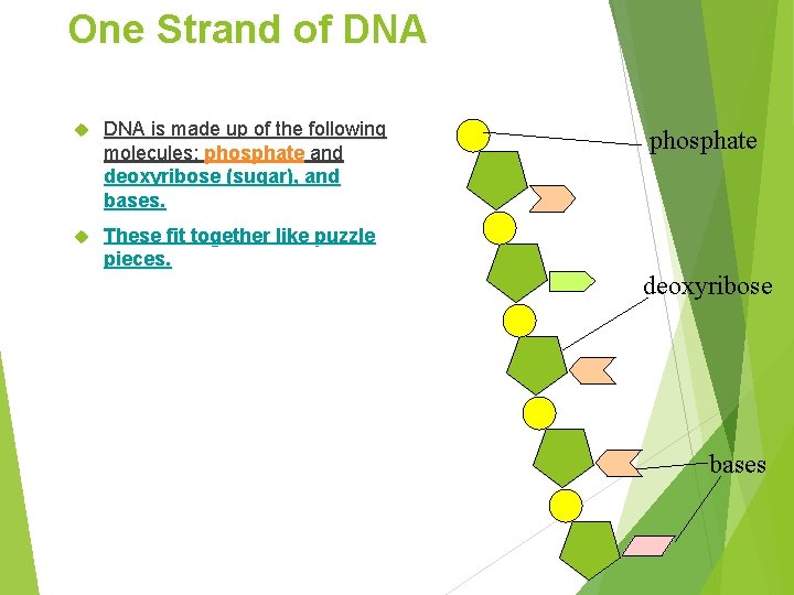 One Strand of DNA is made up of the following molecules: phosphate and deoxyribose