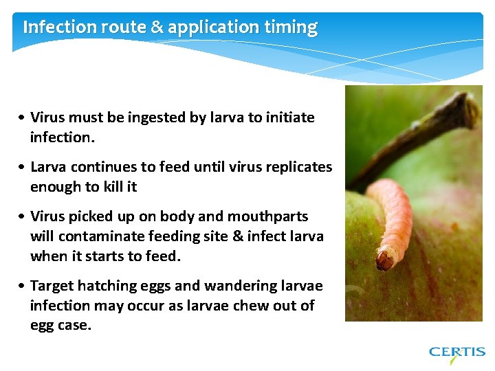 Infection route & application timing • Virus must be ingested by larva to initiate