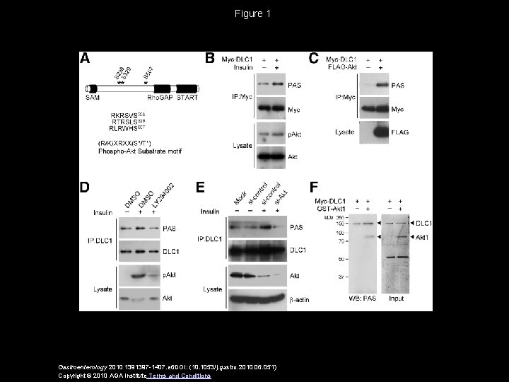 Figure 1 Gastroenterology 2010 1391397 -1407. e 6 DOI: (10. 1053/j. gastro. 2010. 06.