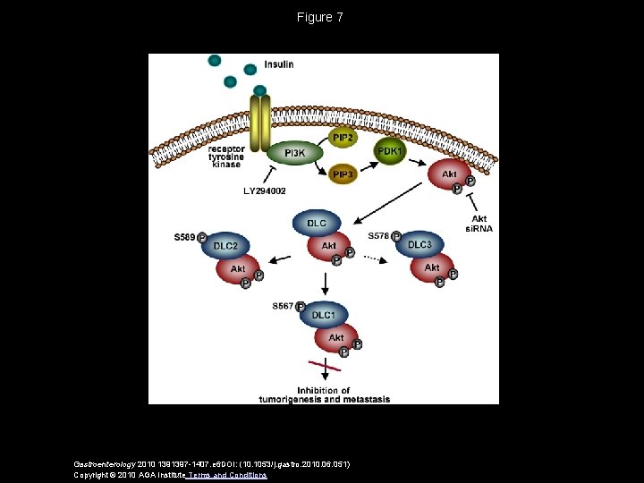 Figure 7 Gastroenterology 2010 1391397 -1407. e 6 DOI: (10. 1053/j. gastro. 2010. 06.