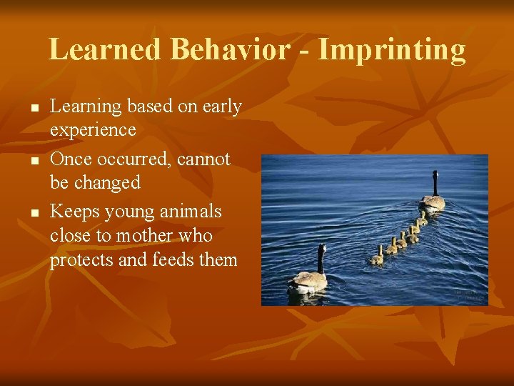 Learned Behavior - Imprinting n n n Learning based on early experience Once occurred,