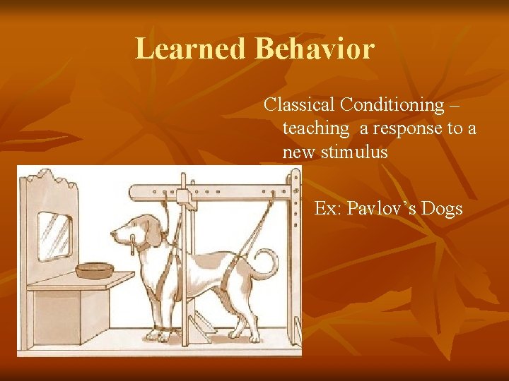 Learned Behavior Classical Conditioning – teaching a response to a new stimulus Ex: Pavlov’s