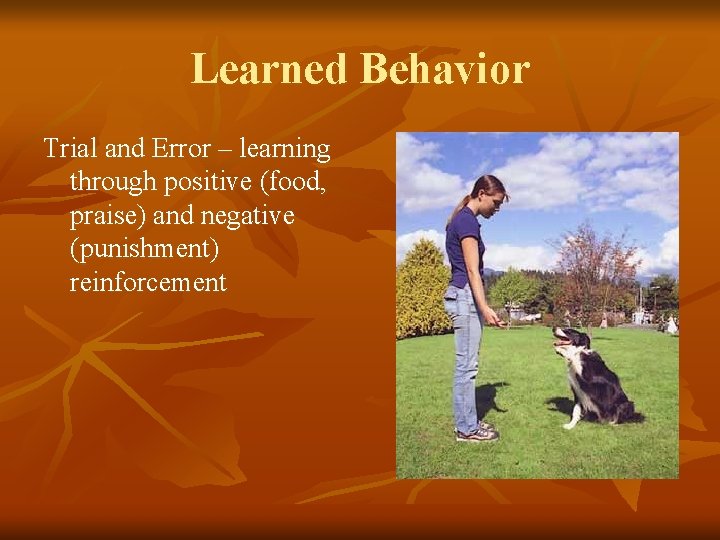 Learned Behavior Trial and Error – learning through positive (food, praise) and negative (punishment)