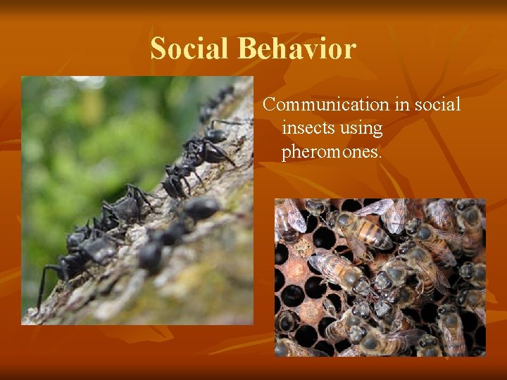 Social Behavior Communication in social insects using pheromones. 