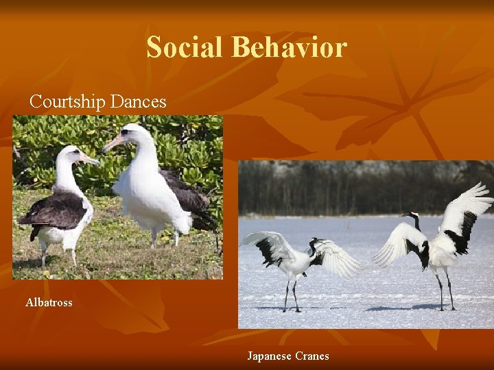 Social Behavior Courtship Dances Albatross Japanese Cranes 