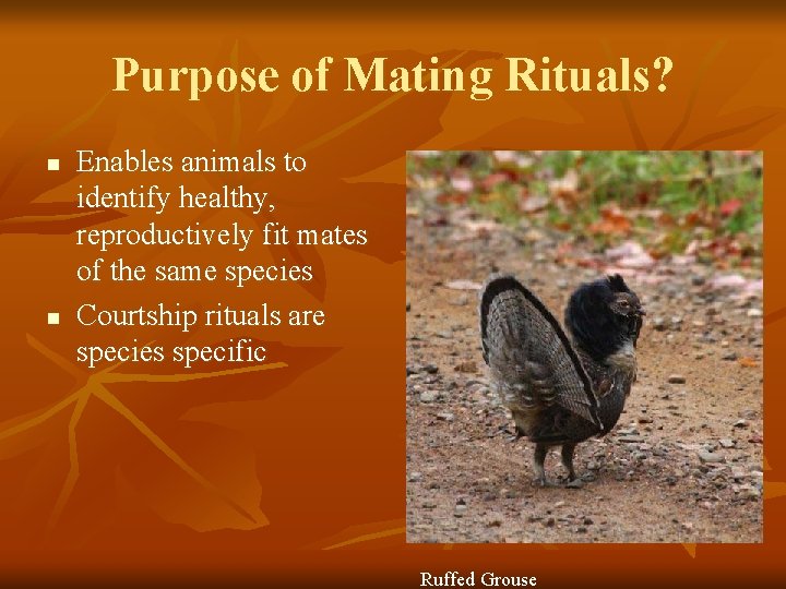 Purpose of Mating Rituals? n n Enables animals to identify healthy, reproductively fit mates