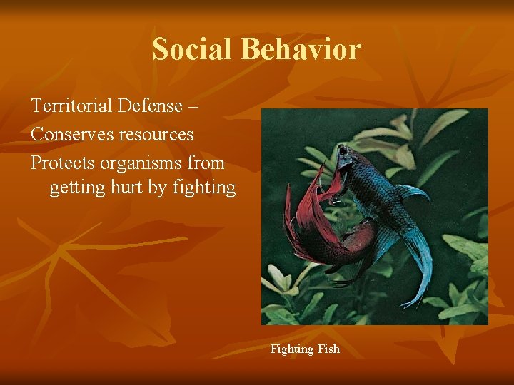 Social Behavior Territorial Defense – Conserves resources Protects organisms from getting hurt by fighting