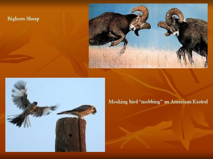 Bighorn Sheep Mocking bird “mobbing” an American Kestrel 