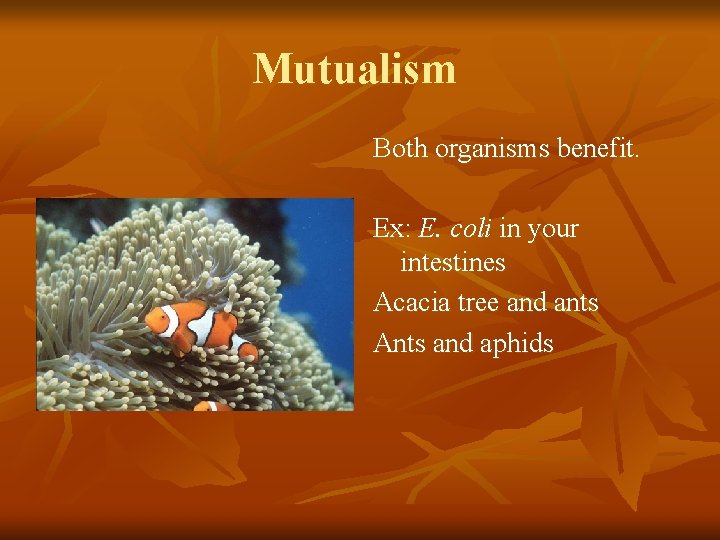 Mutualism Both organisms benefit. Ex: E. coli in your intestines Acacia tree and ants