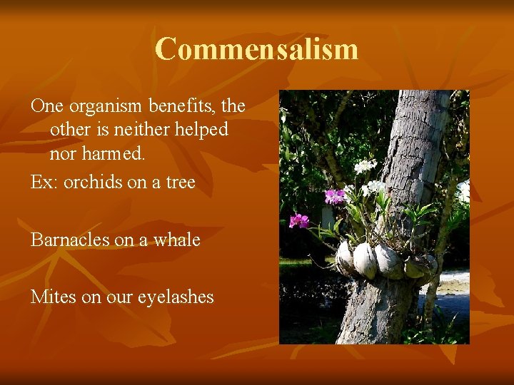 Commensalism One organism benefits, the other is neither helped nor harmed. Ex: orchids on