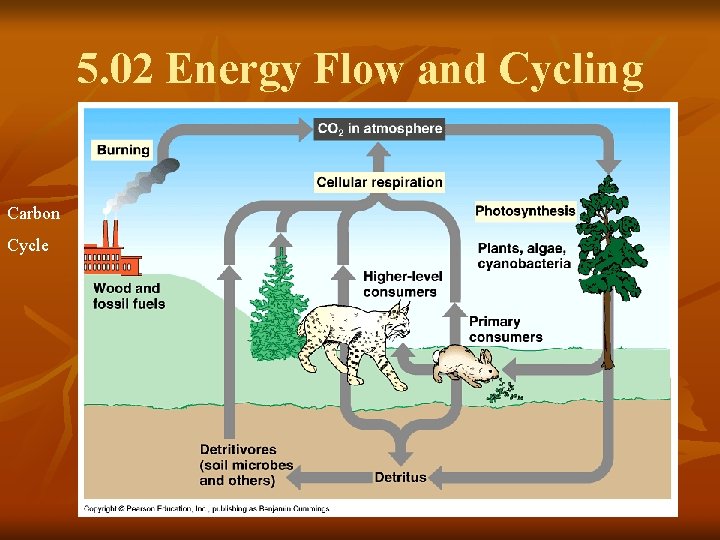 5. 02 Energy Flow and Cycling Carbon Cycle 