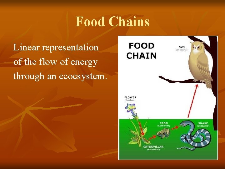 Food Chains Linear representation of the flow of energy through an ecocsystem. 