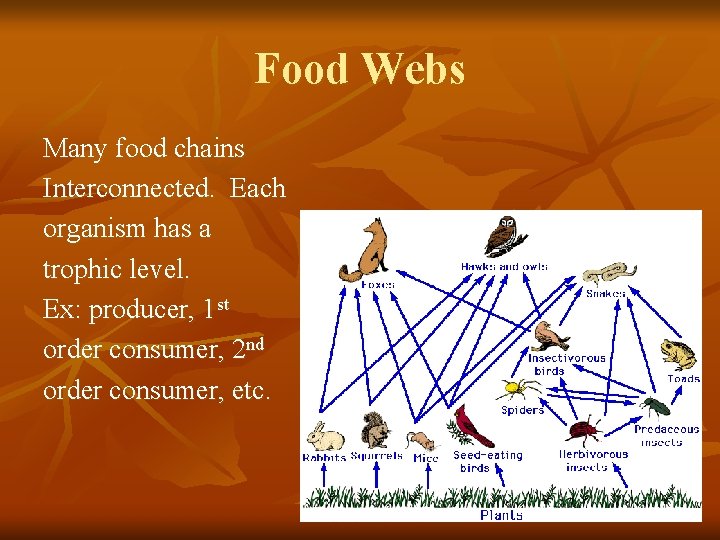Food Webs Many food chains Interconnected. Each organism has a trophic level. Ex: producer,
