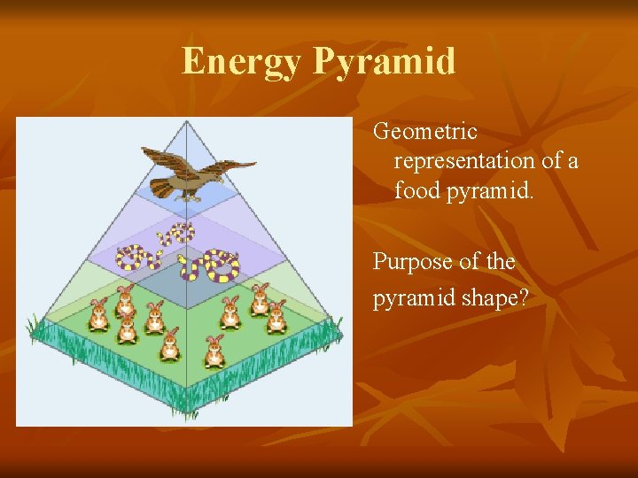 Energy Pyramid n n n Geometric representation of a food pyramid. Purpose of the