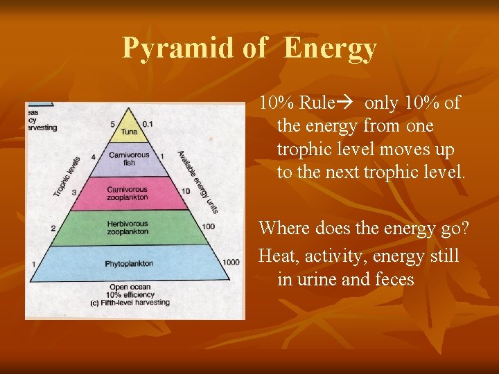 Pyramid of Energy 10% Rule only 10% of the energy from one trophic level