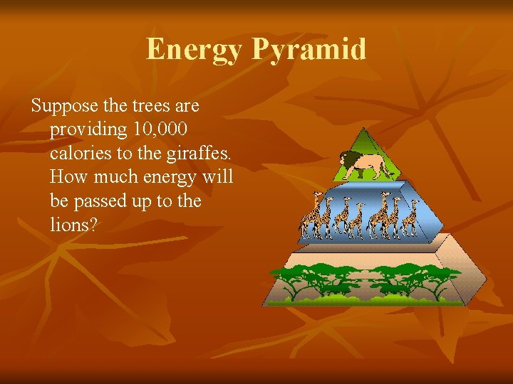 Energy Pyramid Suppose the trees are providing 10, 000 calories to the giraffes. How
