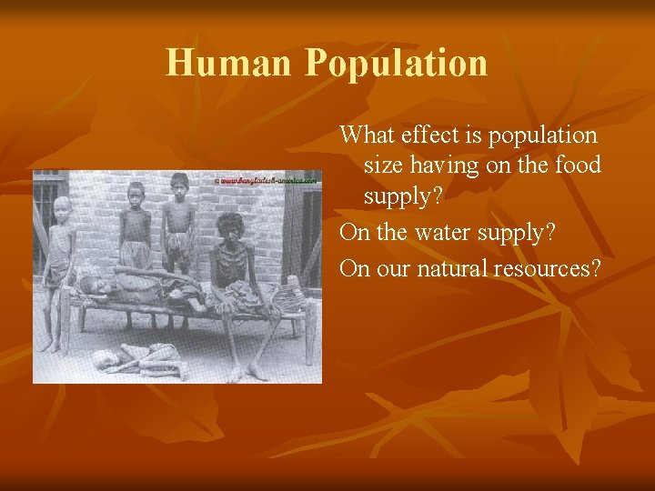 Human Population What effect is population size having on the food supply? On the