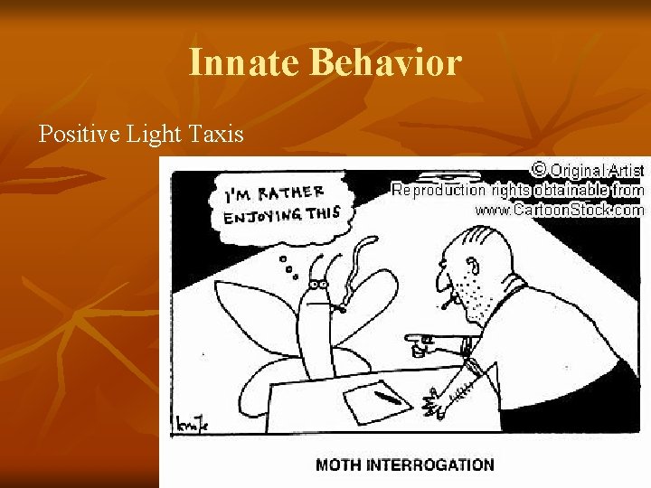 Innate Behavior Positive Light Taxis 