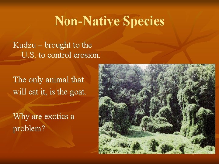 Non-Native Species Kudzu – brought to the U. S. to control erosion. The only