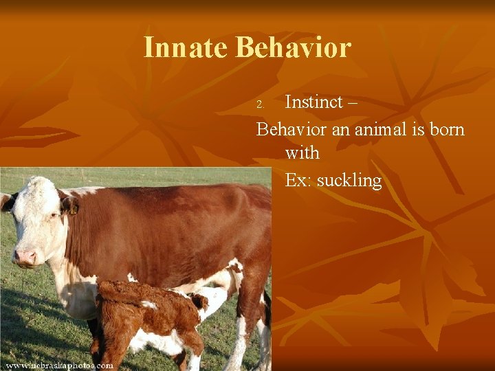 Innate Behavior Instinct – Behavior an animal is born with Ex: suckling 2. 