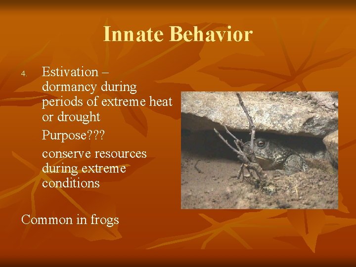 Innate Behavior 4. Estivation – dormancy during periods of extreme heat or drought Purpose?