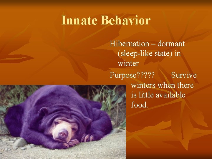 Innate Behavior Hibernation – dormant (sleep-like state) in winter Purpose? ? ? Survive winters