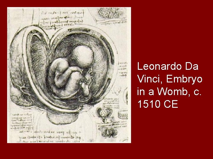 Leonardo Da Vinci, Embryo in a Womb, c. 1510 CE 