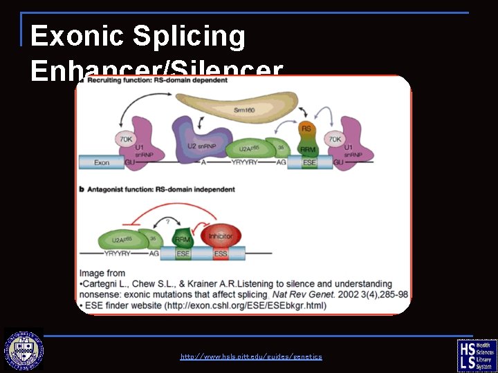 Exonic Splicing Enhancer/Silencer http: //www. hsls. pitt. edu/guides/genetics 