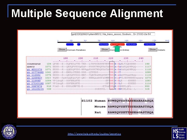 Multiple Sequence Alignment http: //www. hsls. pitt. edu/guides/genetics 