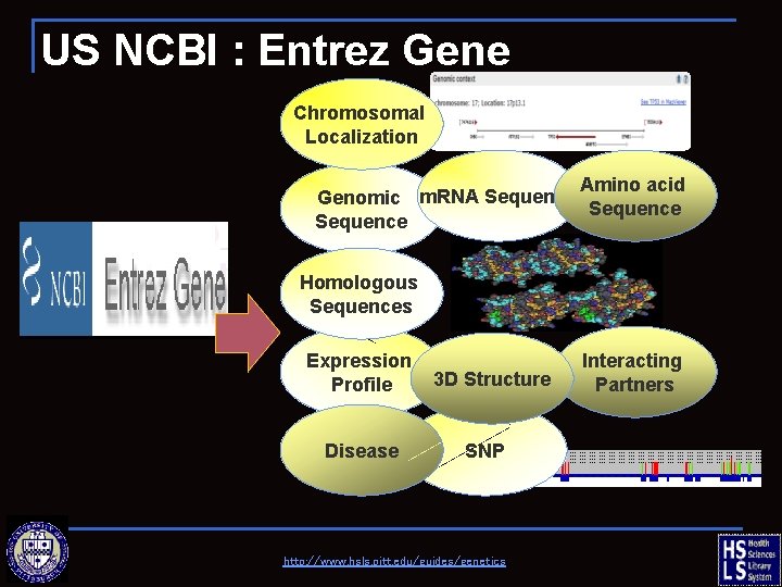 US NCBI : Entrez Gene Chromosomal Localization Amino acid Genomic m. RNA Sequence Homologous