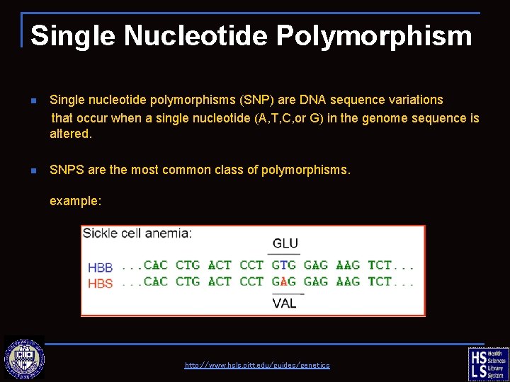 Single Nucleotide Polymorphism n Single nucleotide polymorphisms (SNP) are DNA sequence variations that occur