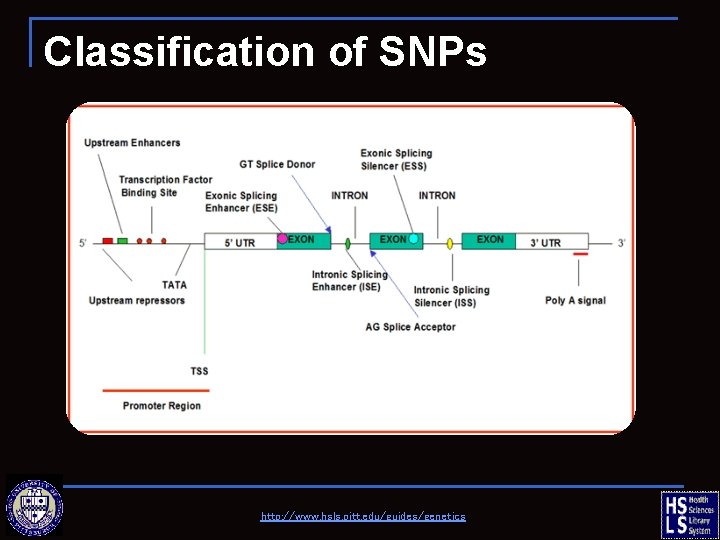 Classification of SNPs http: //www. hsls. pitt. edu/guides/genetics 
