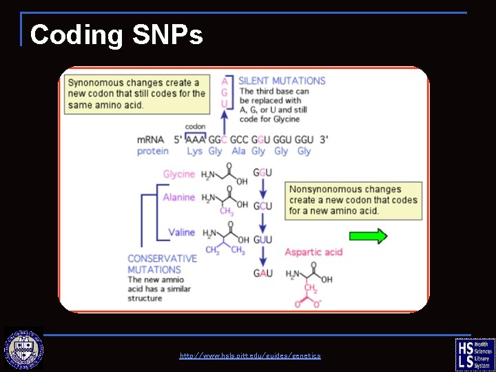 Coding SNPs http: //www. hsls. pitt. edu/guides/genetics 