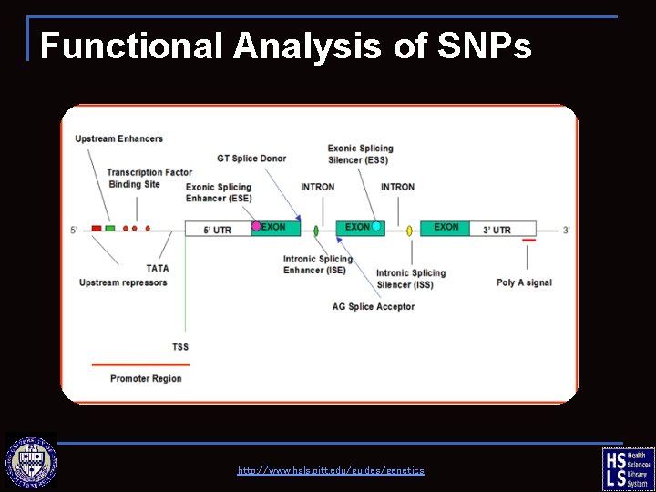 Functional Analysis of SNPs http: //www. hsls. pitt. edu/guides/genetics 