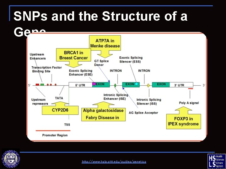 SNPs and the Structure of a Gene http: //www. hsls. pitt. edu/guides/genetics 