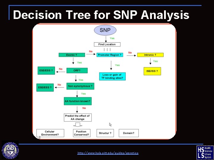 Decision Tree for SNP Analysis http: //www. hsls. pitt. edu/guides/genetics 