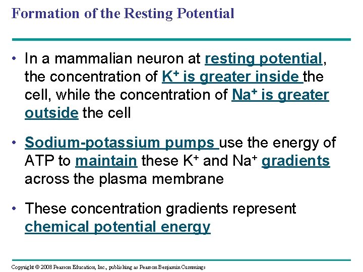 Formation of the Resting Potential • In a mammalian neuron at resting potential, the